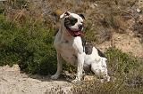 BOULEDOGUE AMERICAIN 408
